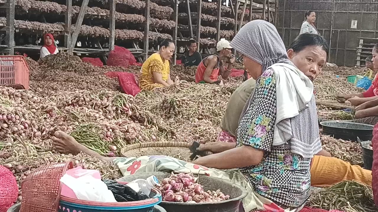 Tanaman Terendam Banjir Dan Gagal Panen Harga Bawang Merah Rp Ribu