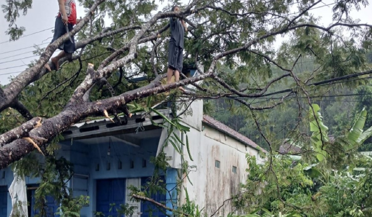 Antisipasi Dampak Buruk Cuaca Ekstrem, Aparatur Pemkab Sleman Intensifkan Pemangkasan Pohon Rindang