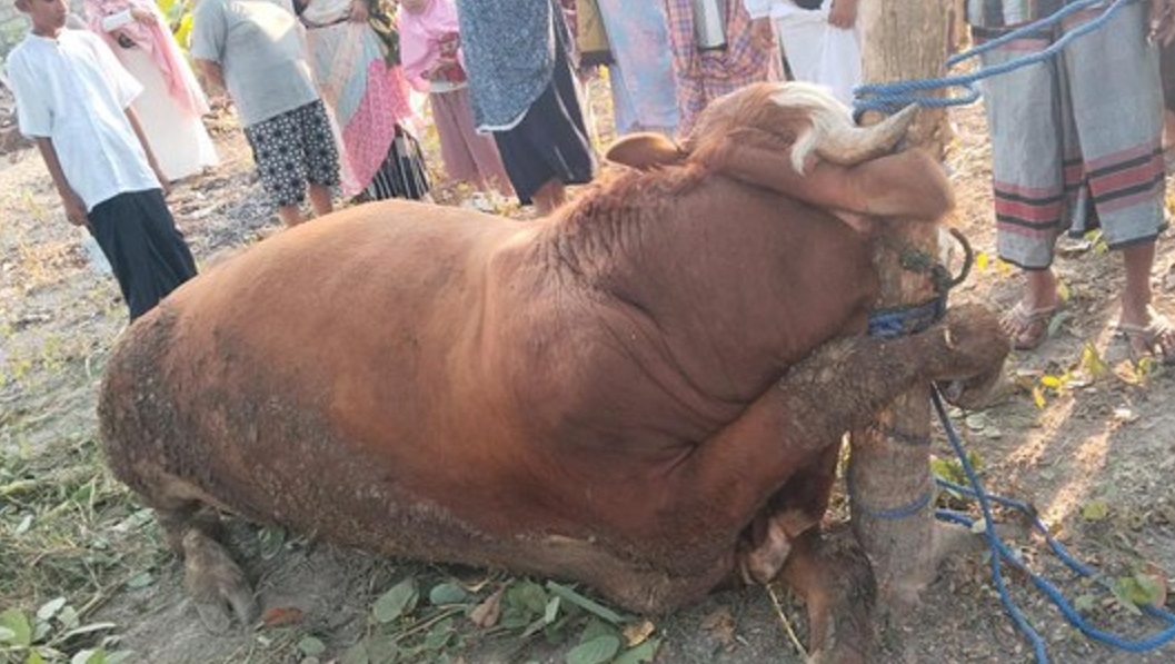 Belum Disembelih, Seekor Sapi Kurban di Gunung Kidul Mati Terlilit Tali