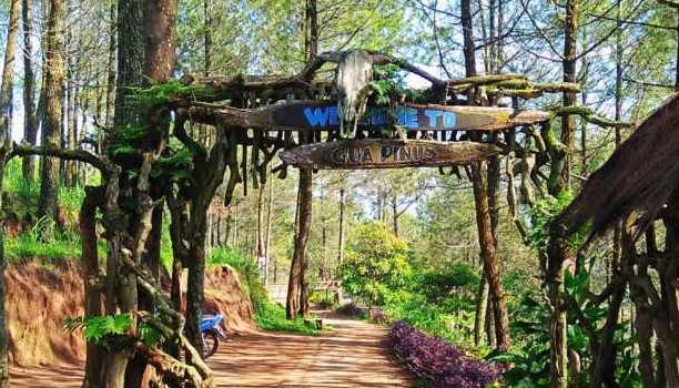 Yuk Jelajahi Indahnya Gua Pinus Pujon! Destinasi Wisata Baru 2024 di Kota Batu Jawa Timur 
