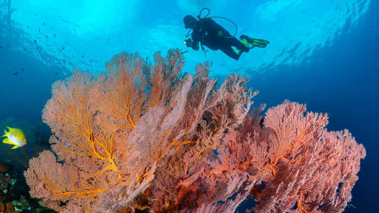 Surga Bawah Laut Bali, Ini Spot Diving dan Snorkeling Teridah Untuk Eksplorasi Alam
