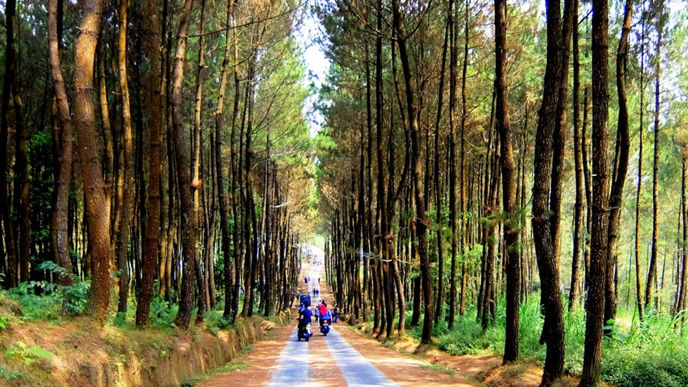 Jelajahi Wisata Terbaru 2024 Hutan Pinus Kragilan: Spot Foto Alam Menarik Dijuluki Sebagai Wisata Top Selfi!