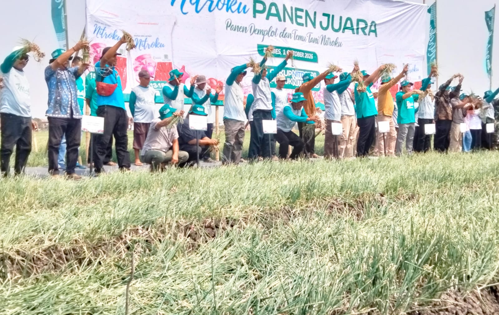 Musim Kemarau Panjang Lebih Produktif, Petani Brebes Klaim Panen Bawang Merah Naik 11 Persen Dengan Nitroku