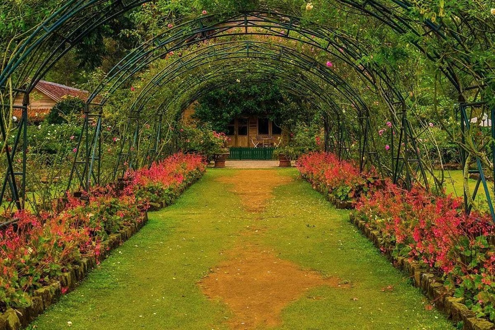 7 Taman Bunga Mawar di Indonesia Paling Menarik Dikunjungi Bagi Pecinta Bunga, Cek Disini