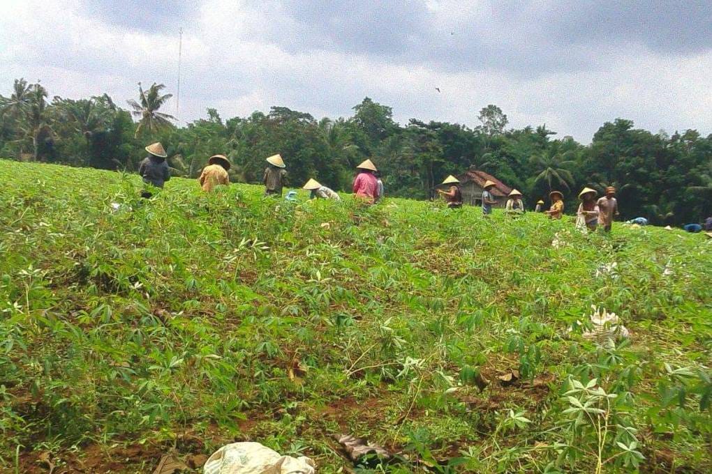 Meresahkan, Serangan Kawanan Babi Hutan Rusak Tanaman Petani di Tiga Desa Wilayah Brebes