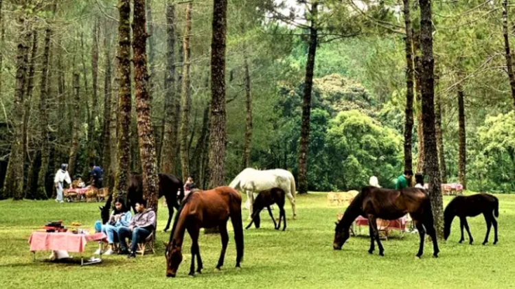Pantau Daftar Camping dan Glamping Paling Menenangkan di Lembang, Cek Info Lengkapnya Berikut Ini