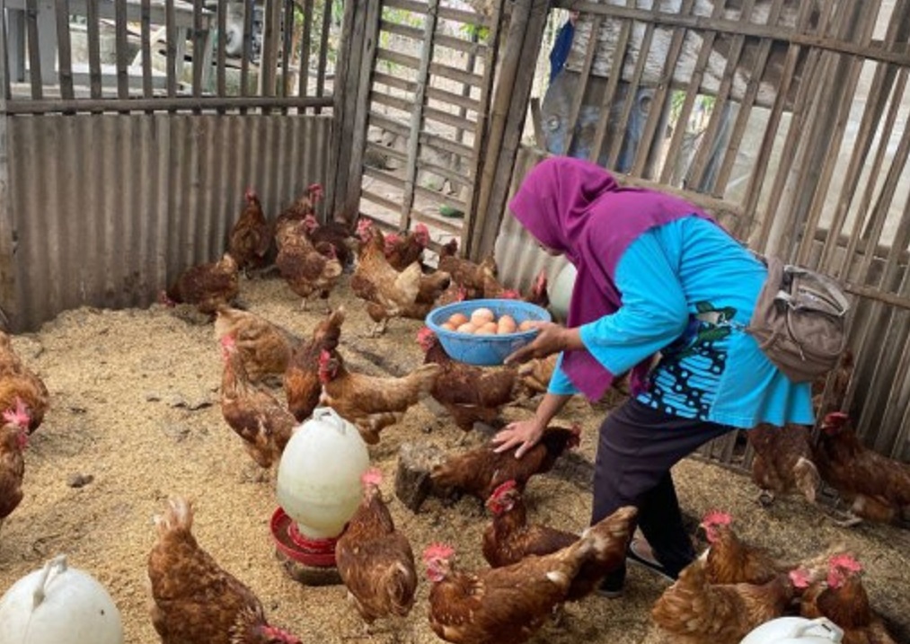Warga Sleman Manfaatkan Tanah Kalurahan untuk Budidaya Ayam Petelur dan Tanaman Hortikultura