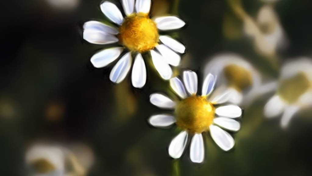 5 Rahasia Tersembunyi Minyak Bunga Chamomile untuk Kesehatan Tubuh Anda!