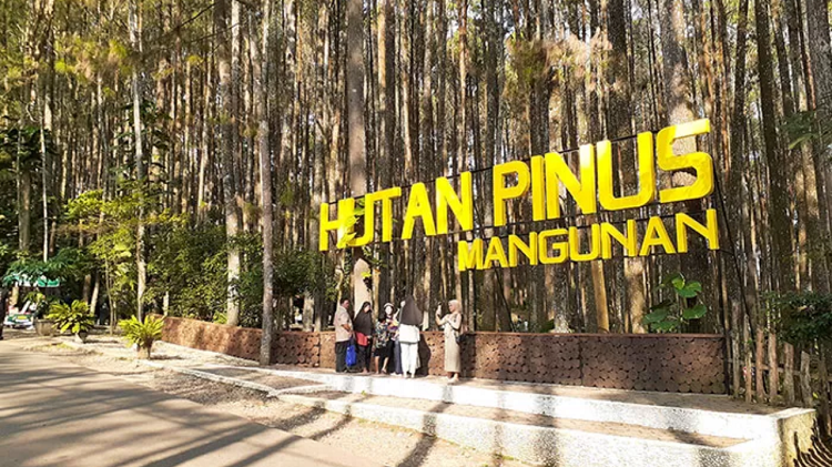 Wisata Terbaru 2024 Hutan Pinus Mangunan : Daya Tarik Sampai Harga Tiket Masuk