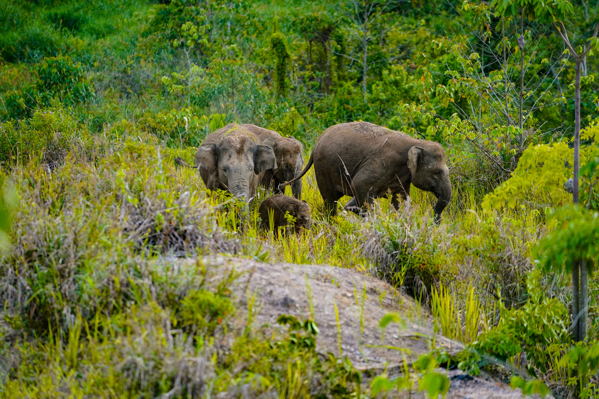 Bayi Gajah Liar Ditemukan di Bukit Tigapuluh, Harapan di Tengah Ancaman