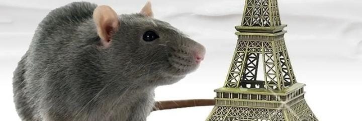 Ini Dia 9 Cara Usir Tikus Dalam Rumah Menggunakan Bahan-Bahan Dapur Dijamin Tikus Kabur!