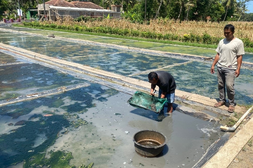 Mantan Satpam di Sanden Bantul Sukses Setelah Budidaya Cacing Sutera dengan Nilai Besar