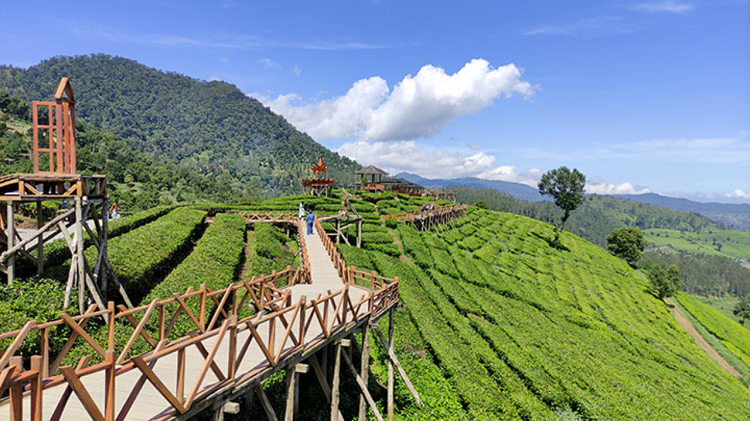 Keajaiban Alam dan Sensasi Wisata Dataran Tinggi Pangalengan, Cek Info Selengkapnya Berikut Ini