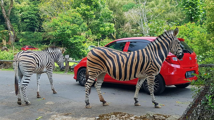 Liburan Seru ke Taman Safari Bogor, Update Harga Tiket, Jam Operasional dan Wahana Terbaru 2026