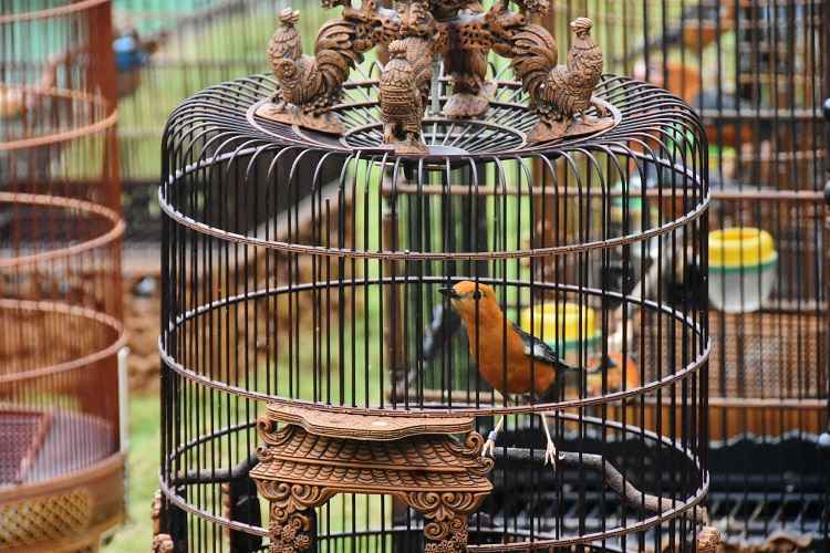 Lomba Burung Berkicau Piala Wali Kota Yogyakarta ke 11, Jadi Ajang Apresiasi Dan Pelestarian