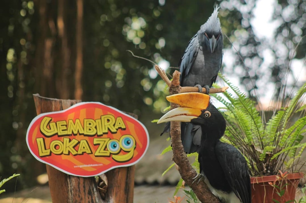 Kunjungi Sekarang! Daya Tarik Memikat Wisata Terbaru 2024 Gembira Loka Zoo Yogyakarta, Simak Ulasannya Disini