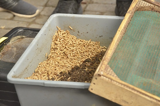Warga Cokrodiningratan Ubah Sampah Rumah Tangga Jadi Tabungan Lewat Budidaya Maggot