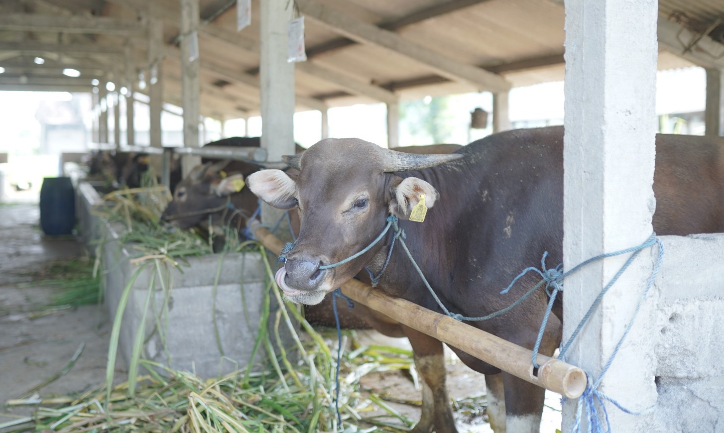  Stok Sapi Kurban Kulon Progo Surplus, Skrining Tiga Lapis Cegah Penyakit Menular