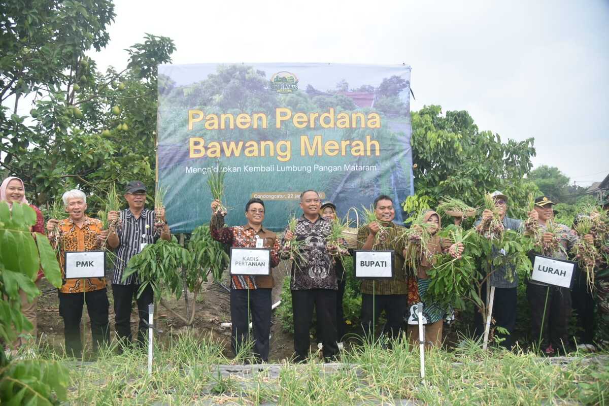 Lahan Terlantar 11 Ribu m² di Sleman Disulap Jadi Perkebunan Tumpang Sari