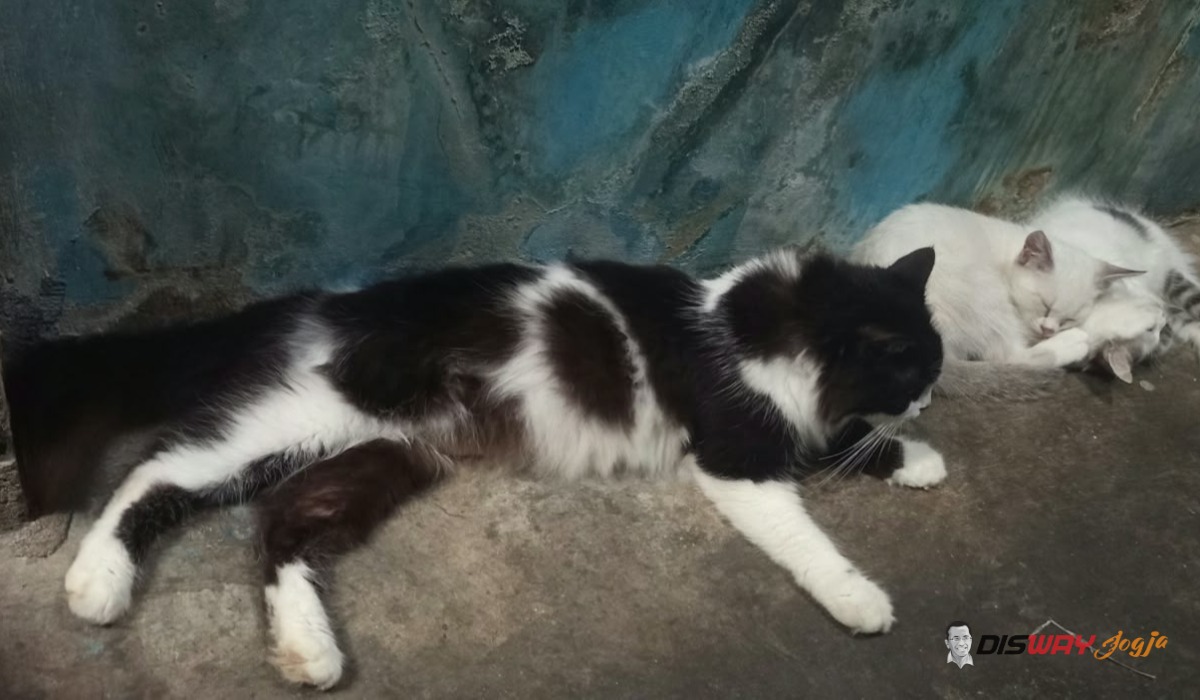 Pertahankan DIY Bebas Rabies, 340 Hewan di Sleman Divaksin Gratis