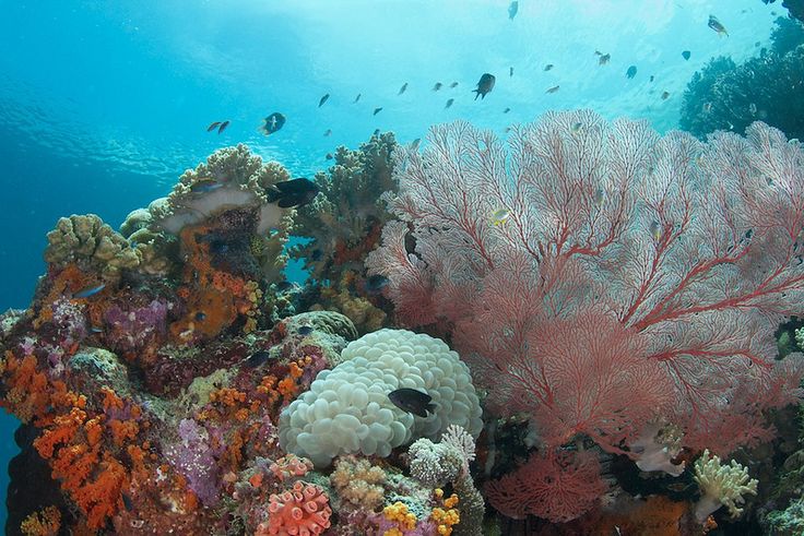 Wisata Terbaru 2024 Wakatobi, Surga Bawah Laut yang Wajib Ditelusuri