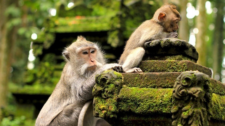 Ubud Wisata Dunia, Ini Destinasi Ikonik di Kota Terbaik Global yang Kaya Budaya dan Alam