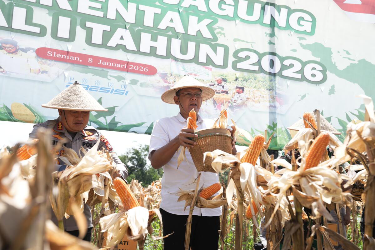 0,5 Hektar di Merapi Panen 4 Ton Jagung, Sleman Uji Ketahanan Pangan Nyata