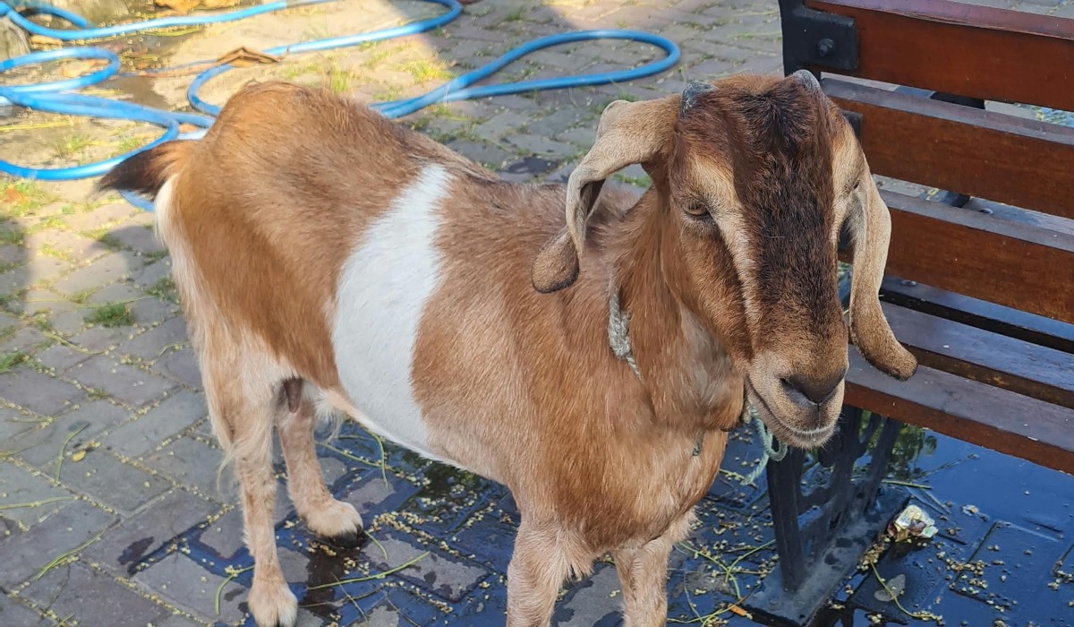 Kambing Diikat di Pagar Rumah Mendadak Hilang, Polisi Amankan Pria di Manding