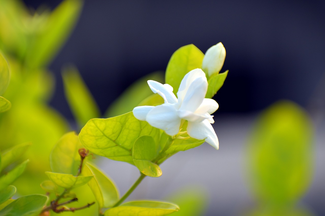 Bukan Hanya untuk Kecantikan, Namun Bunga Melati Memiliki 4 Manfaat untuk Kesehatan