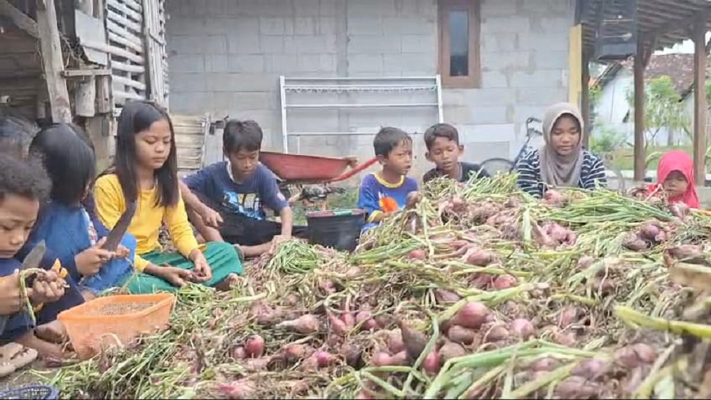 Isi Liburan tanpa Gadget, Anak-anak Jadi Buruh Rogolan Bawang Merah