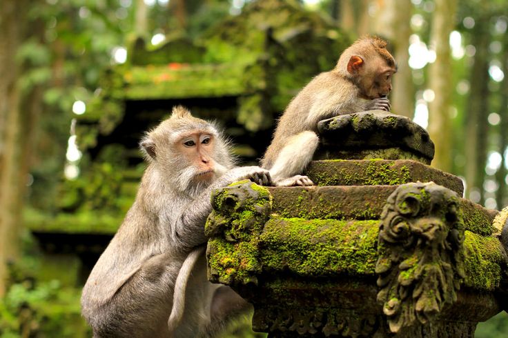 Pesona Monkey Forest Ubud Bali: Wisata Terbaru 2024 Cocok Buat Libur Lebaran Bersama Keluarga