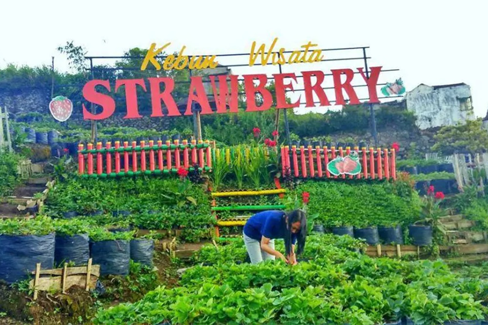 5 Wisata Petik Strawberry di Malang, Tawarkan Pengalaman Unik dan Seru Memetik Langsung Dari Kebun