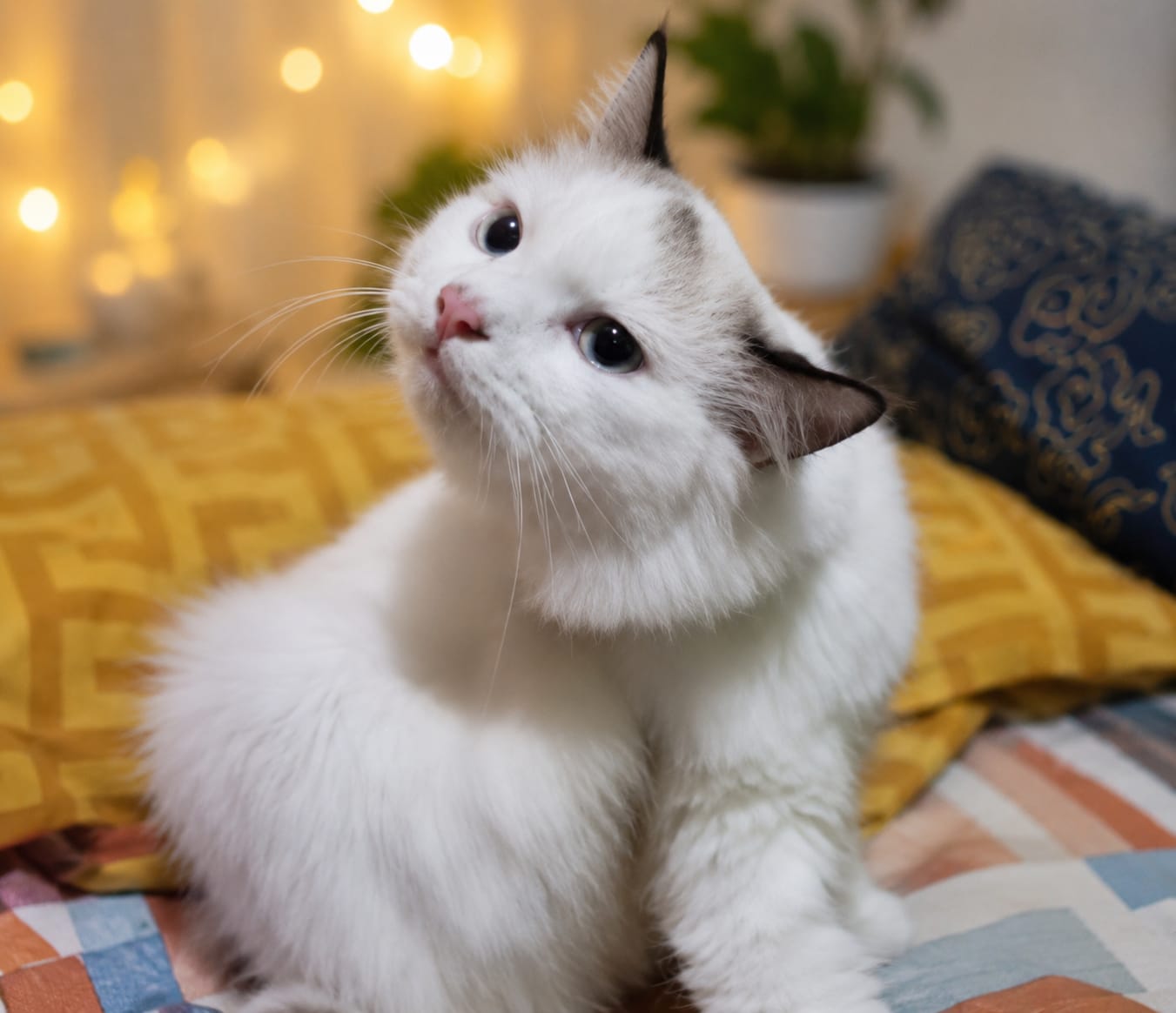Overpopulasi Kucing di Permukiman Kian Mengkhawatirkan, Pemilik Diminta Lebih Bertanggungjawab