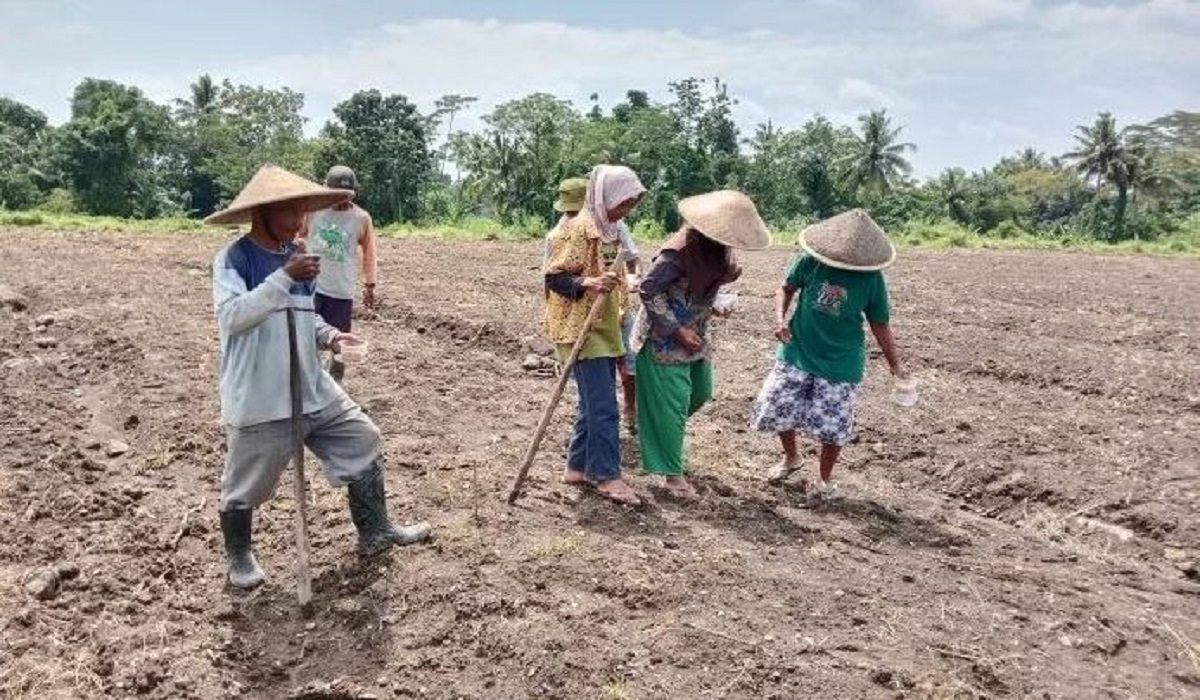 Pengambilan Pupuk Subsidi di Sleman Dikenakan Biaya Administrasi, Begini Respon dari Pemkab