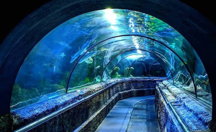 Rasakan Sensasi Aquarium Date? Wisata Terbaru 2024, Ajak Pasanganmu Liburan Sambil Belajar Biota Laut!