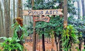 Rekomendasi Wisata Alam Cocok Untuk Tempat Liburan Akhir Tahun di Jogja, Udaranya sejuk Hutan Pinus Asri