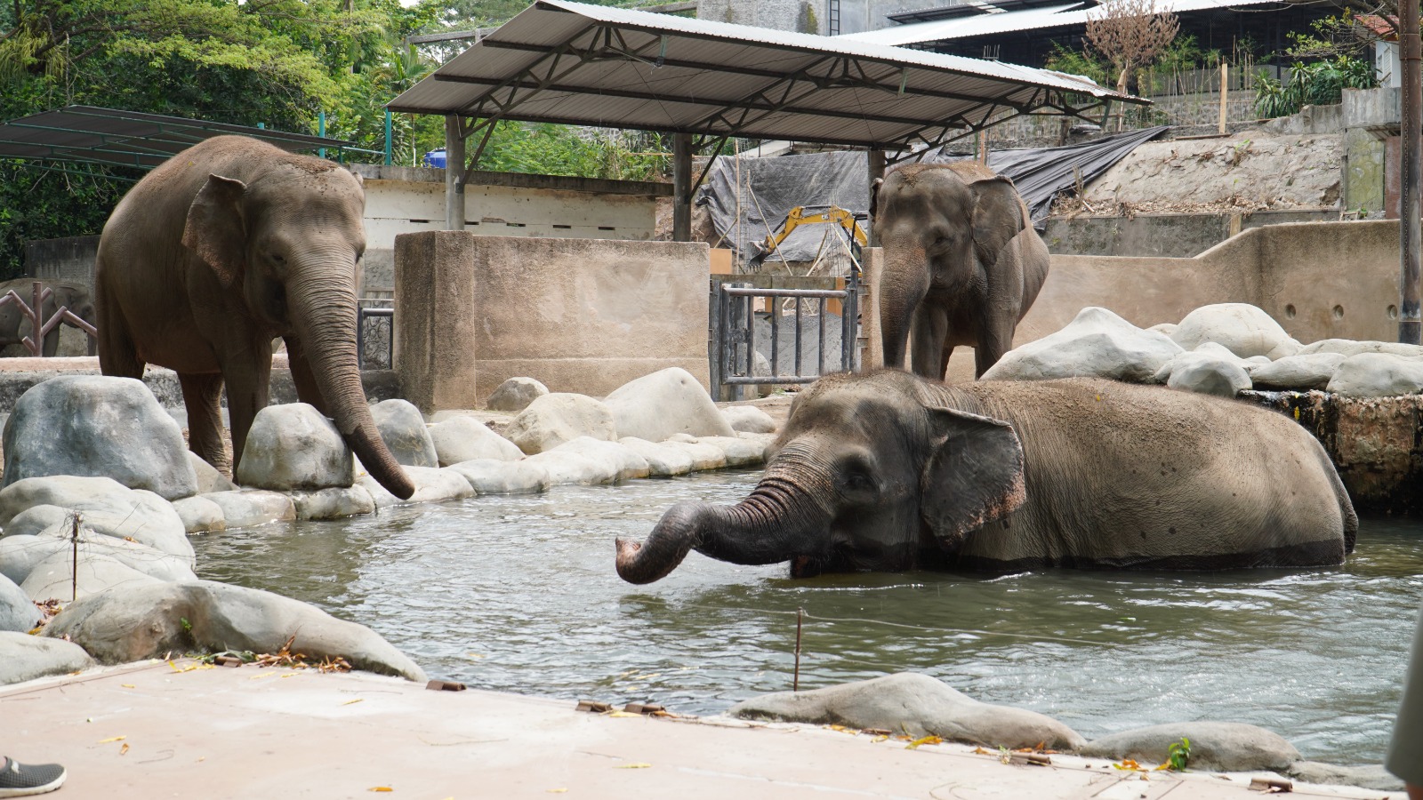 Lonjakan Wisatawan di GL Zoo Jogja, Zona Cakar dan Edukasi Jadi Daya Tarik