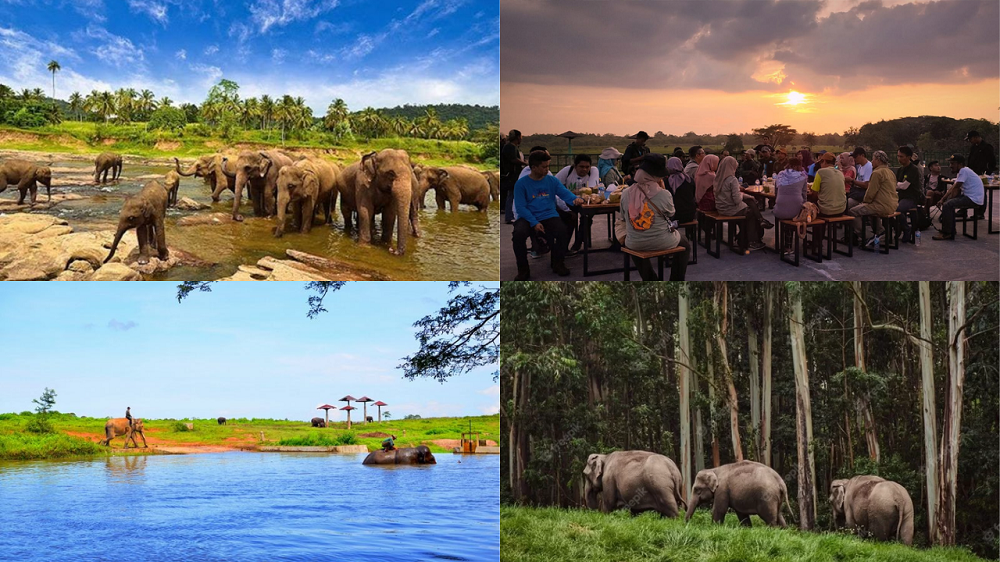 Eksplore Habitat Gajah Sumatera Hampir Punah, Spot Wisata Terbaru 2024