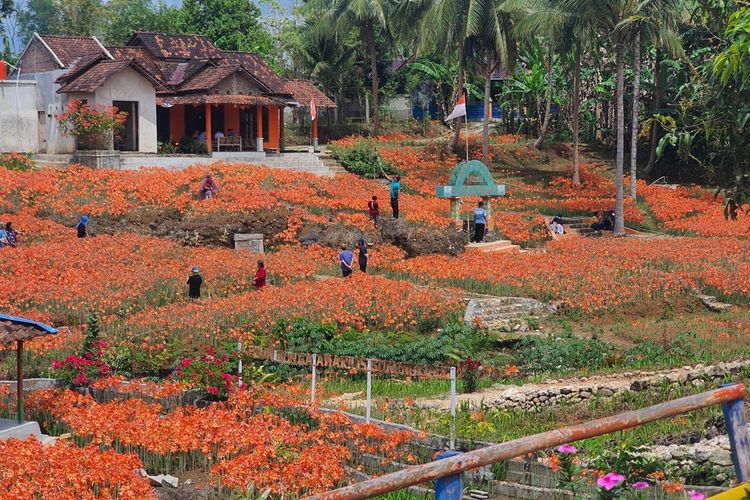 Suasana Romantis di Taman Bunga Amarilis, Spot Foto Pre-Wedding yang Menawan