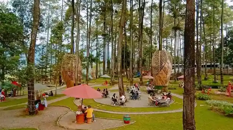 Daftar Destinasi Hutan Pinus Terpopuler di Trawas untuk Liburan Keluarga