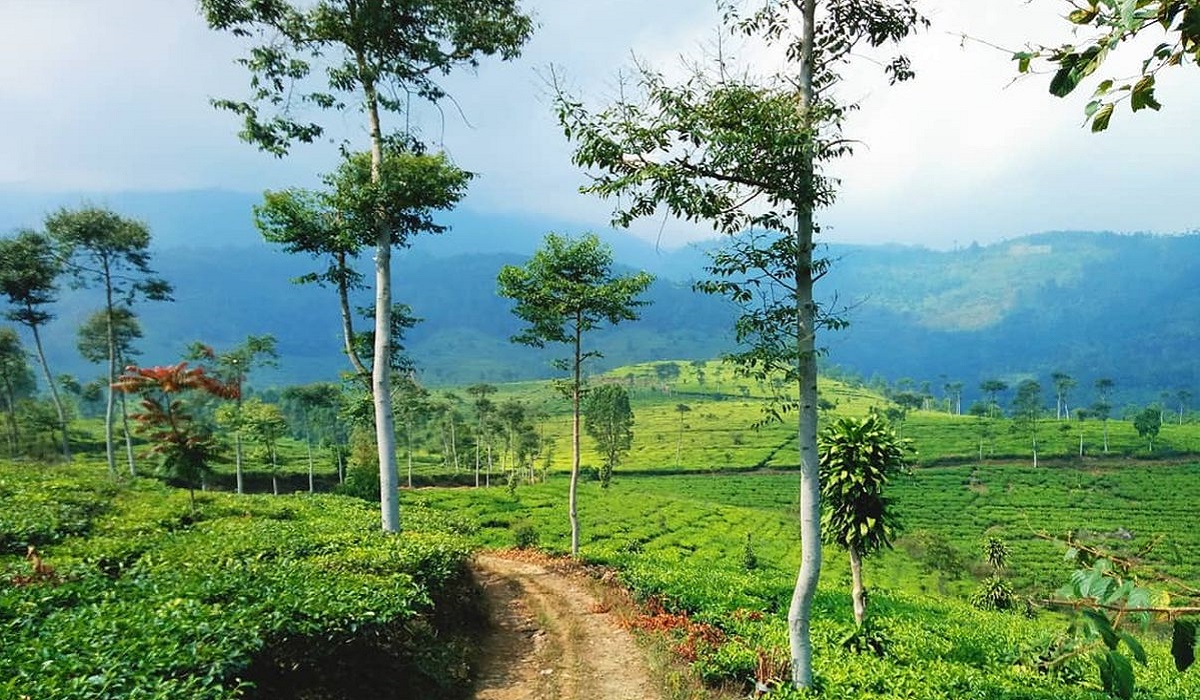 5 Daftar Destinasi Seru untuk Liburan di Ngawi, Dijamin Betah dengan Beragam Daya Tarik Memukau