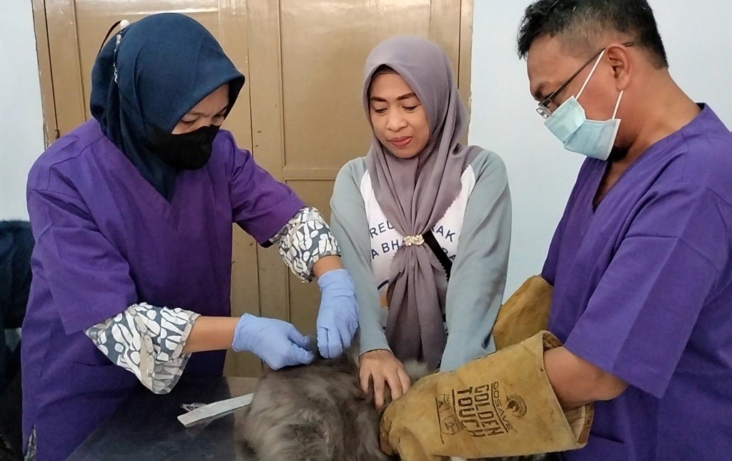 Musim Peralihan, Ratusan Kucing di Batang Rawan Terpapar Virus Divaksin