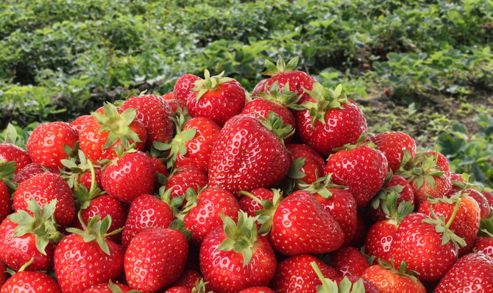 Kebun Strawberry Segar La Fresa Kintamani Bali, Wisata Terbaru 2024 Harvest Moon Dunia Nyata