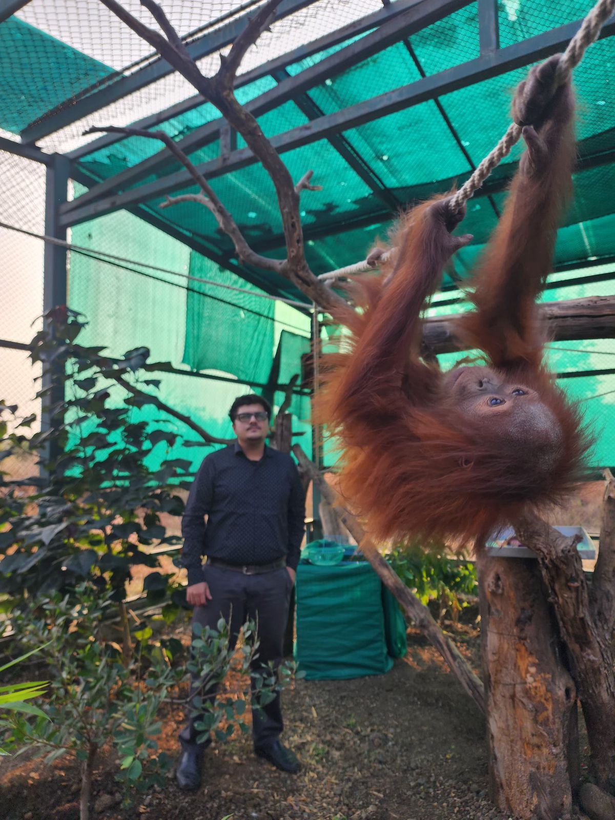 Perdagangan Orangutan Marak, Guru Besar UGM Minta Penegakan Hukum Diperkuat dan Generasi Muda Turut Terlibat