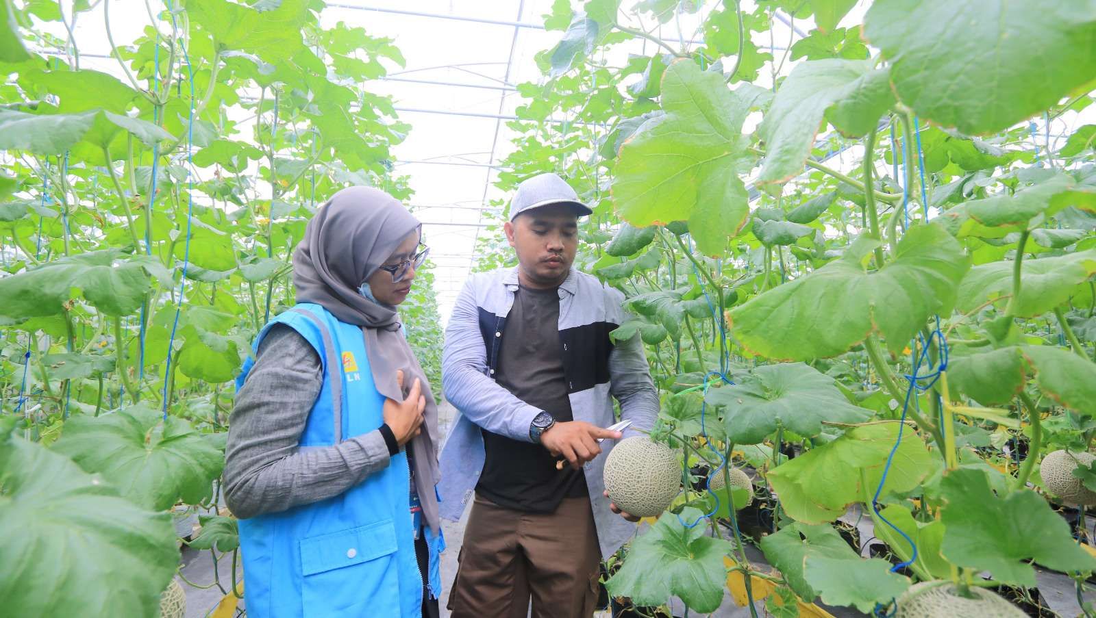 Panen Perdana Melon, Sri Sultan; Petani Milenial Harus Didukung Alat Modern