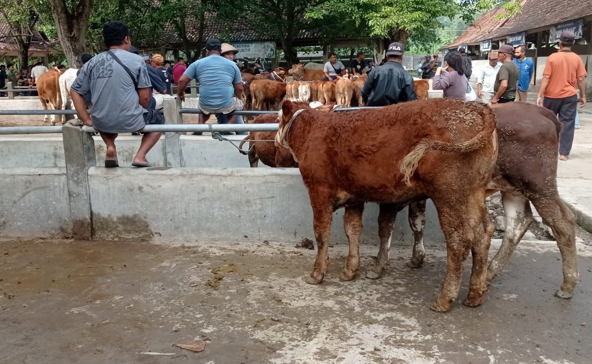 Jelang Iduladha 2026, Harga Sapi di Sleman Naik hingga Rp1 Juta per Ekor