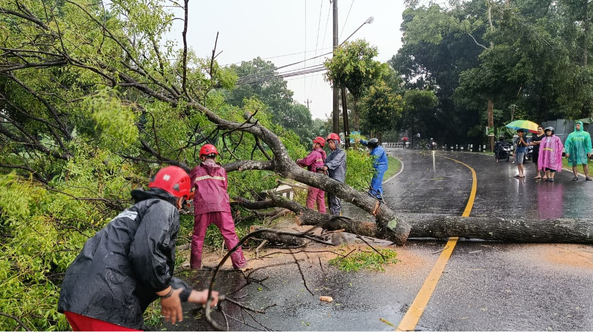 Angin Kencang Robohkan Puluhan Pohon di Sleman, Akses Pakem–Turi Sempat Terputus