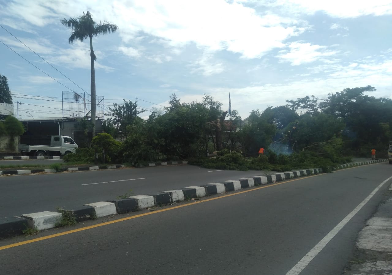 Cuaca Ekstrem Ancam Yogyakarta, BPBD Ingatkan Risiko Pohon Tumbang
