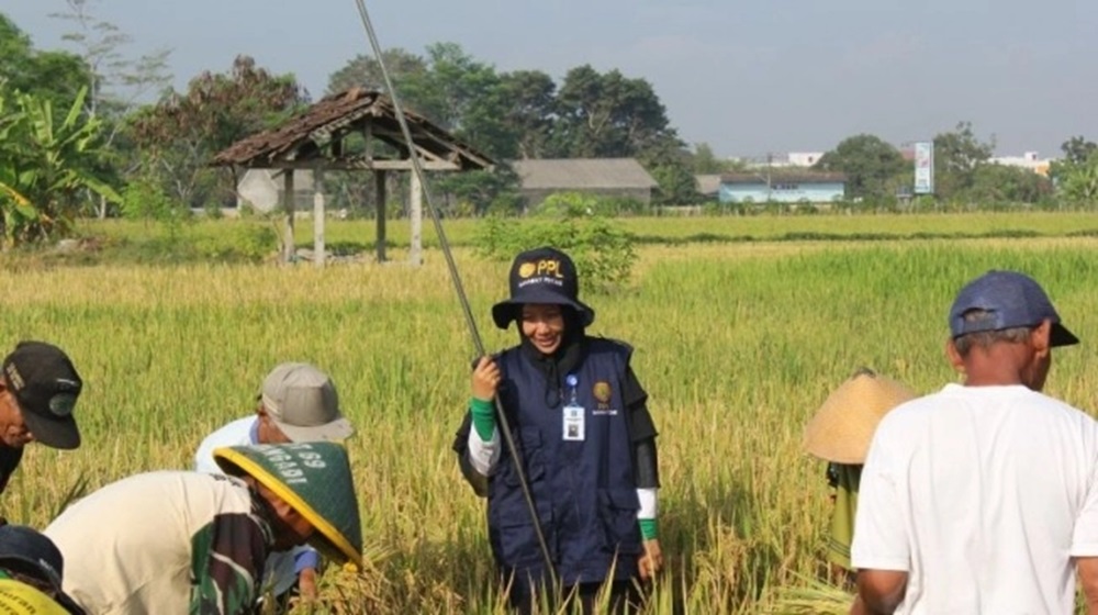 DP3 Sleman Terus Berupaya Tingkatkan Pengetahuan dan Keterampilan Petani, Tingkatkan Kualitas Produksi Padi