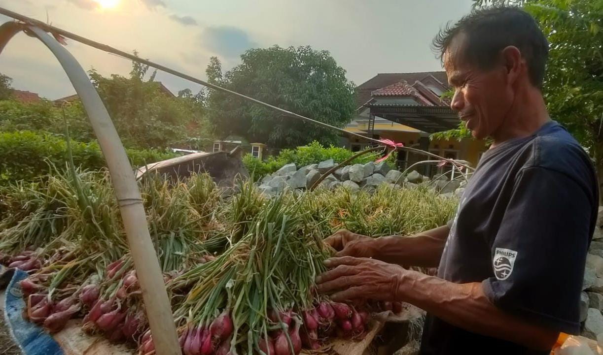 Harga Bawang Merah di Brebes Anjlok, Petani Pilih Simpan Hasil Panen